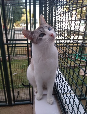 #PraCegoVer: Fotografia da Gatil 6 - Fêmea 2. Ela é uma gata com as cores branca e cinza. Seus olhos tem a cor azul claro